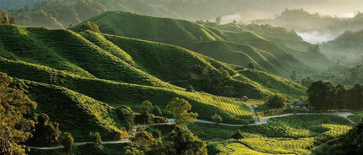 Cameron Highlands