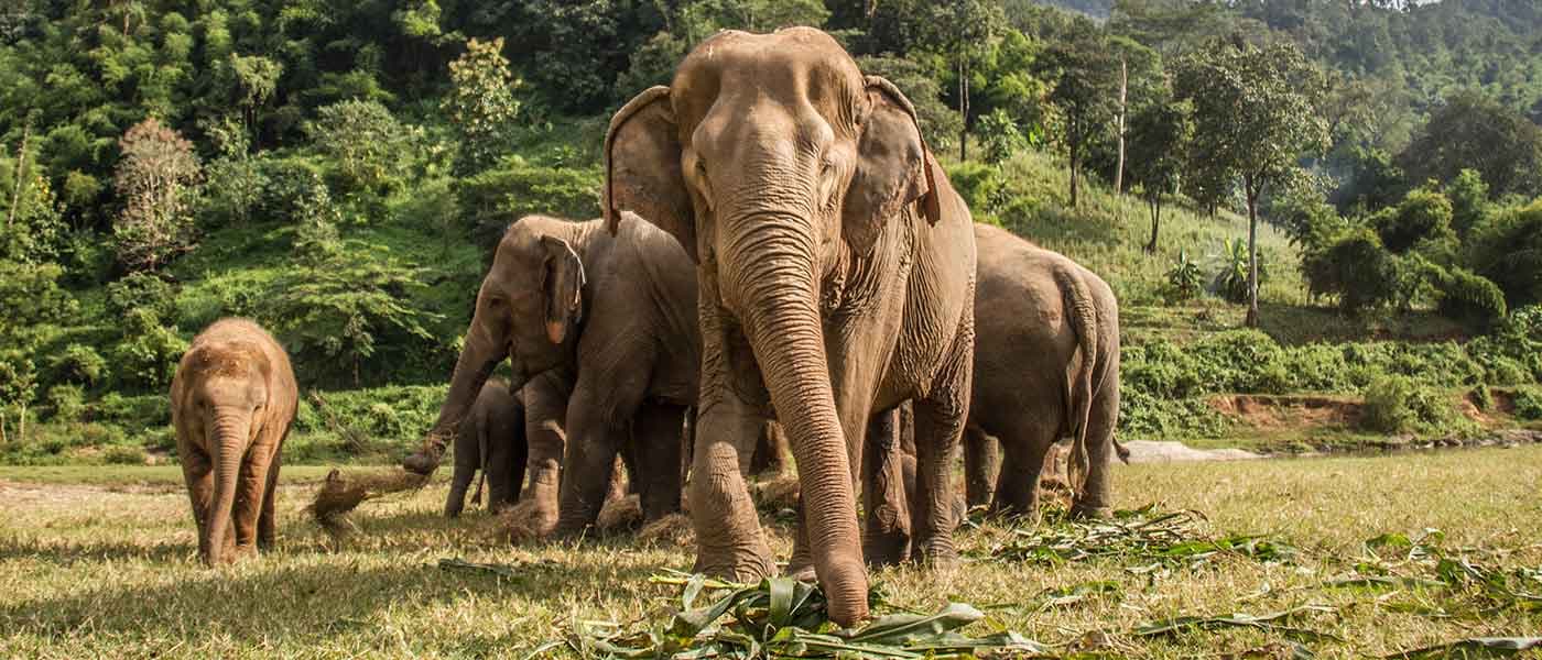 The Ultimate Chiang Mai Travel Guide