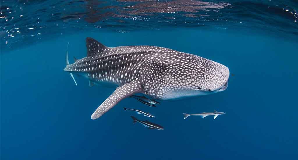 All you need to know about Whale Sharks in the Philippines